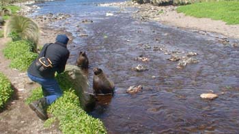 Local wildlife visiting