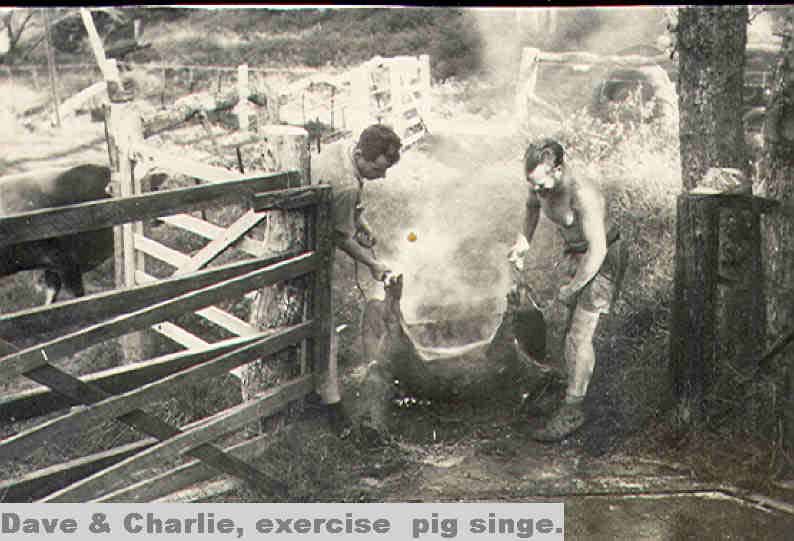 Raoul Island Pig Singe Raoul Island Pig Singe