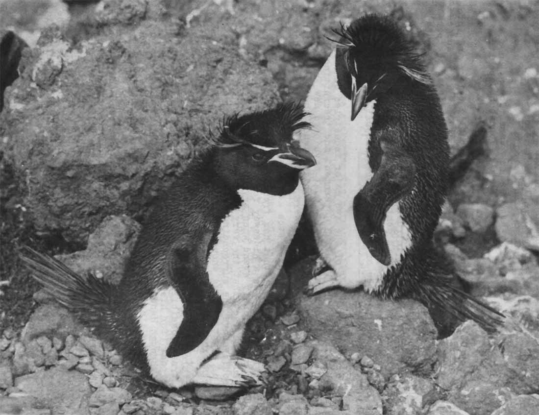 Rockhopper Penguin Campbell Island