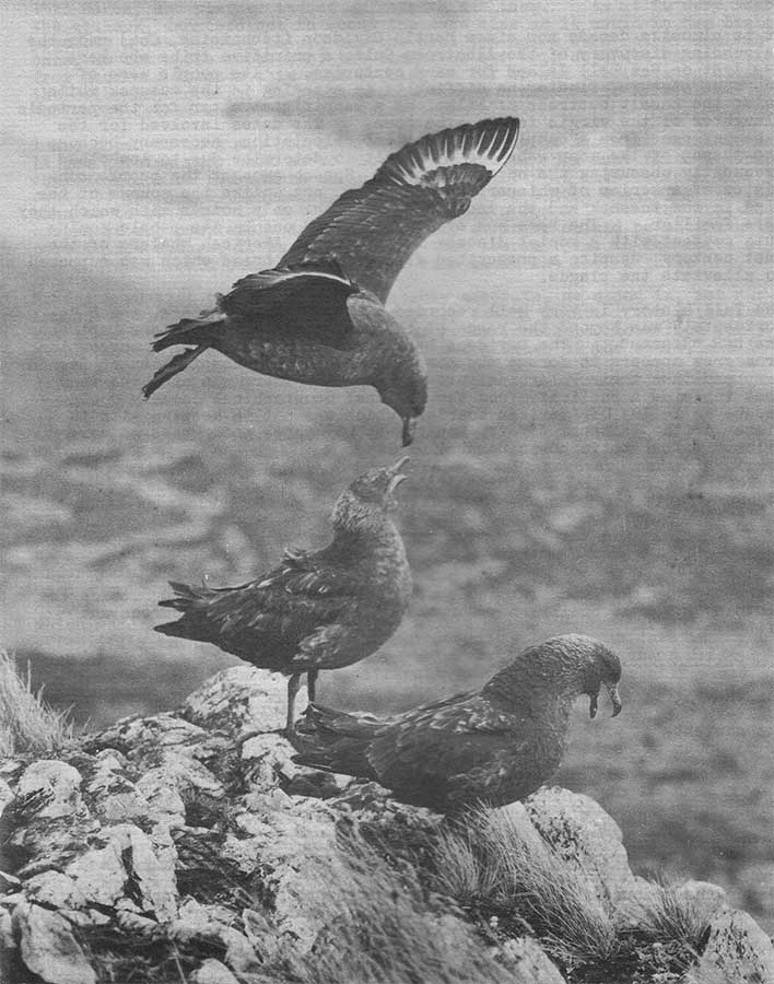 Southern Skua 1970